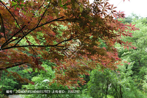 紅楓