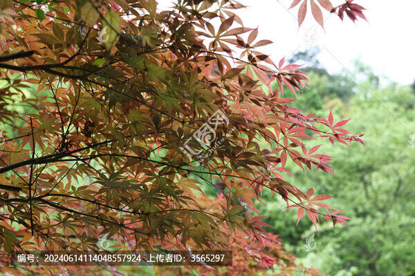 紅楓