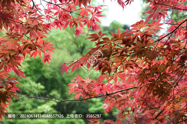 紅楓