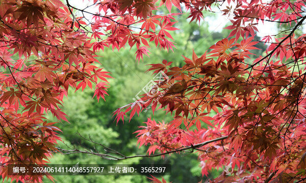 紅楓