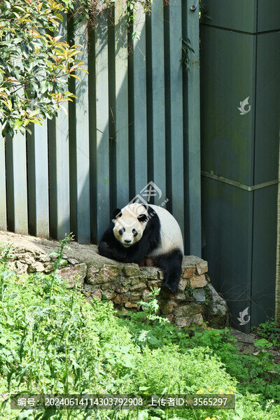 貴州黔靈山動(dòng)物園熊貓