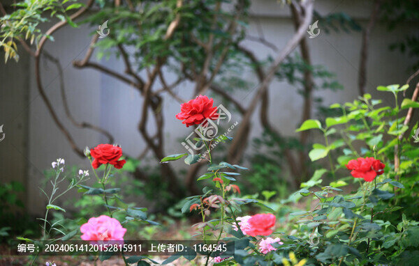 月季花