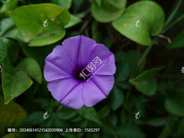 紫色喇叭花