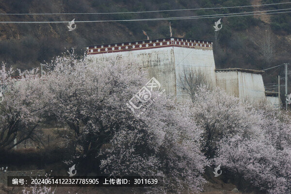 桃花