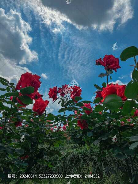 玫瑰花園