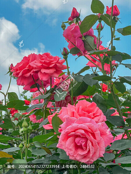 玫瑰花園