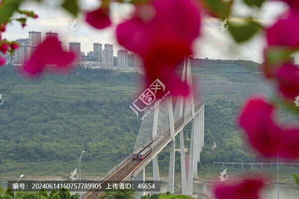 軌道列車與花海同框