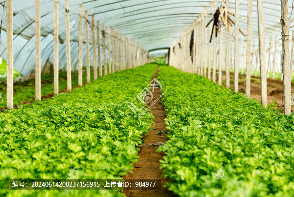 山東泰安大棚香菜種植