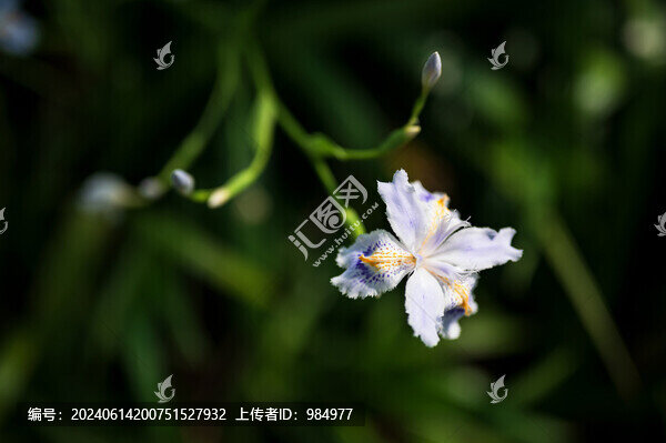 浙江杭州西湖曲院風(fēng)荷花卉