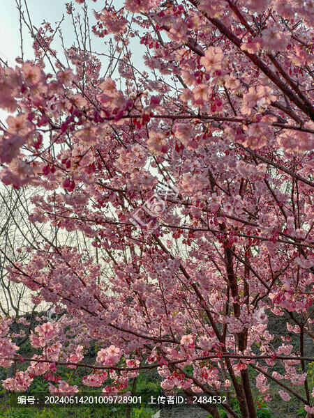 櫻花