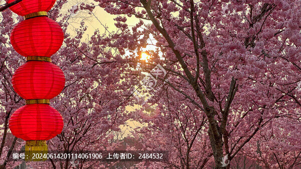 櫻花
