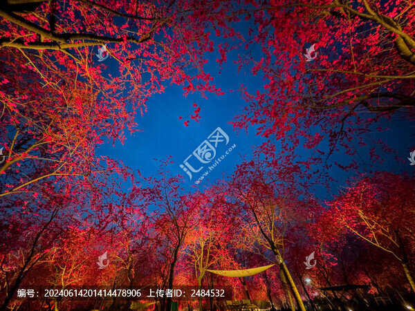 櫻花樹(shù)夜拍