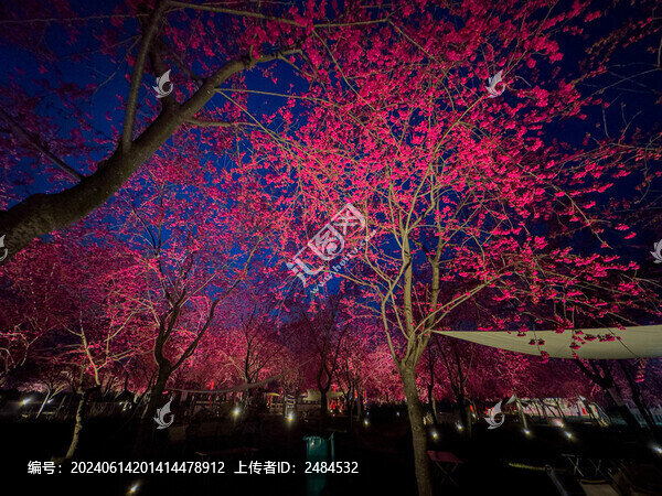 櫻花樹(shù)夜拍