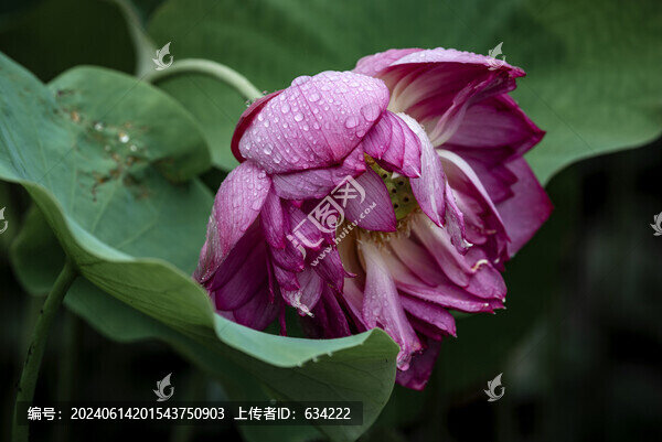 荷花