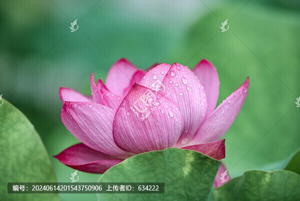 雨后荷花