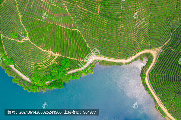 浙江杭州龍井茶塢航拍自然風(fēng)光