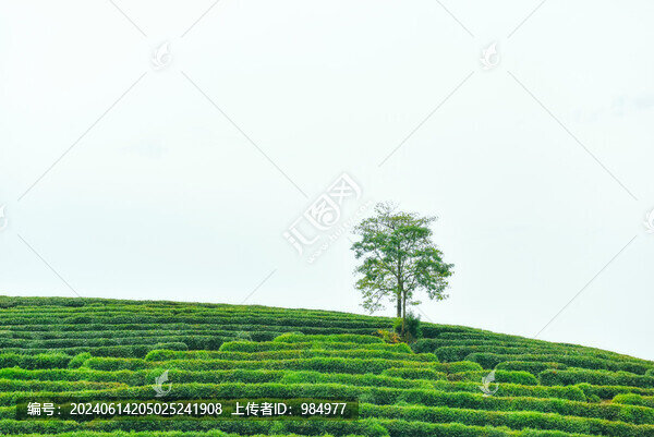 浙江杭州龍井茶塢風(fēng)光