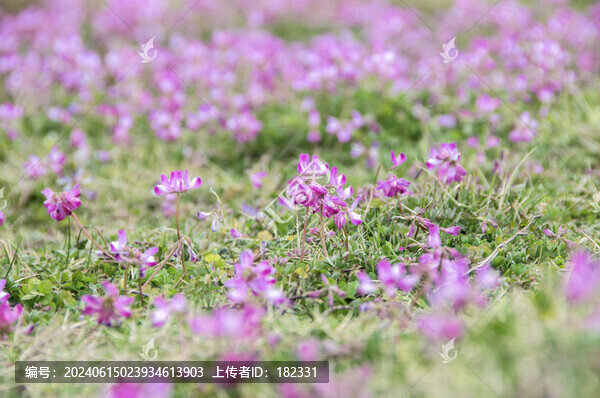 紫云英萬花叢