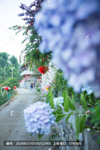 繡球花