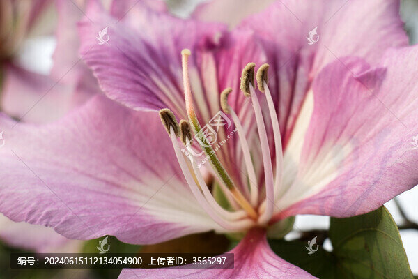 洋紫荊花特寫