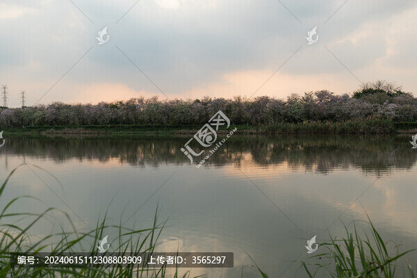 廣州海珠濕地公園自然風光