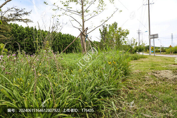 農(nóng)田雜草