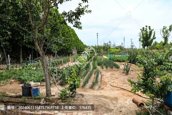 田間小路