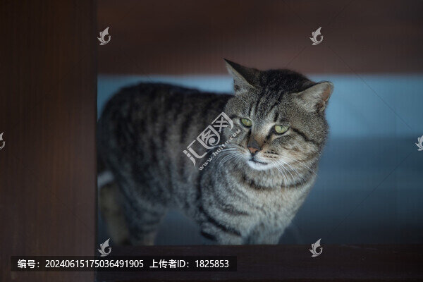 貍花貓