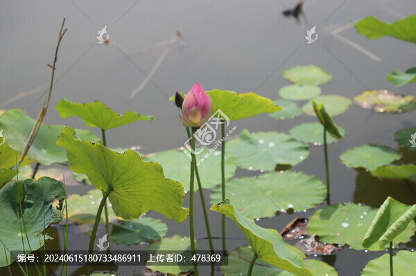 荷花