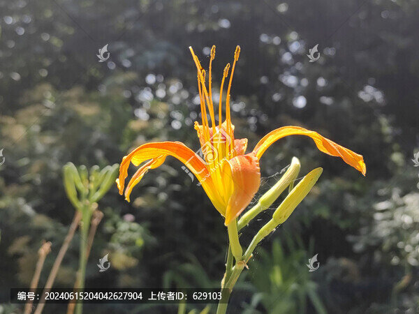 一枝萱草