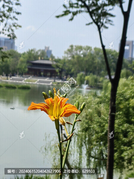 一枝萱草花
