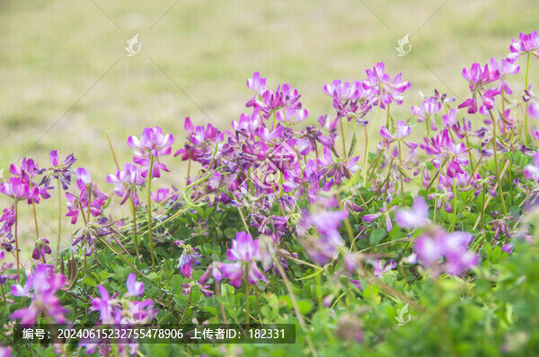 花叢紫云英