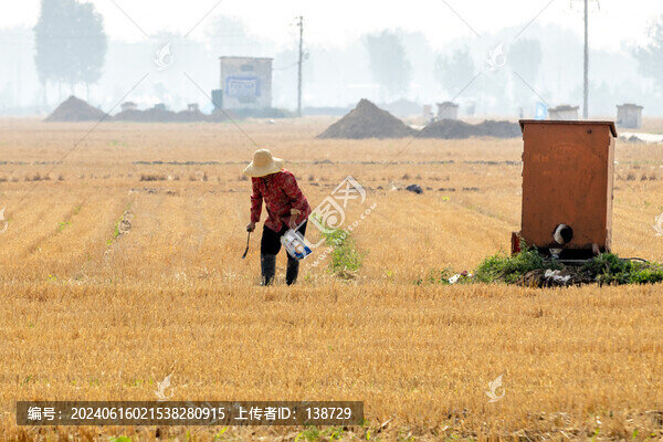 河南滑縣補(bǔ)種玉米保苗齊