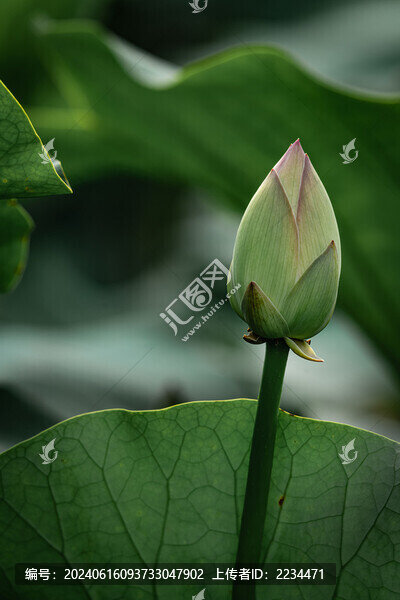 夏荷