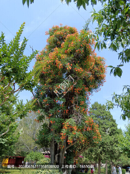 凌霄花