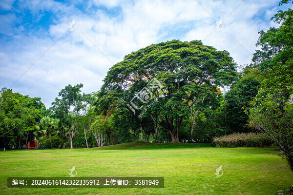 云南西雙版納中科院植物園大草坪