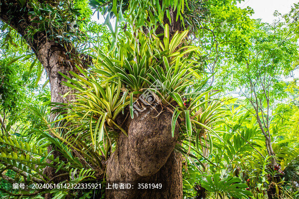 西雙版納自然植物風(fēng)景