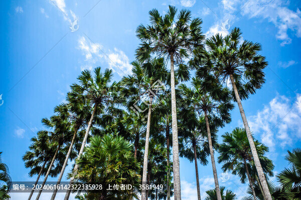 西雙版納自然植物風(fēng)景