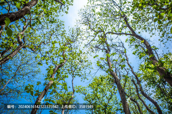 西雙版納自然植物風(fēng)景