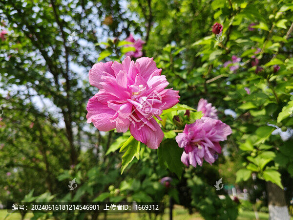 夏天盛開(kāi)的木槿花