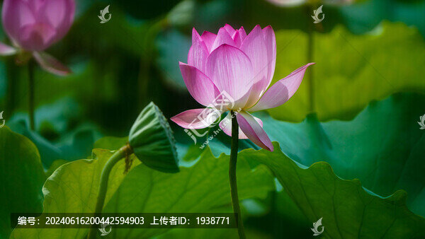 深圳寶安區(qū)萬(wàn)景樓荷花盛開