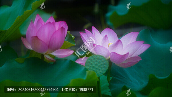 深圳寶安區(qū)萬(wàn)景樓荷花盛開(kāi)