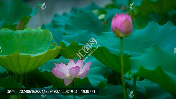 深圳寶安區(qū)萬景樓荷花盛開