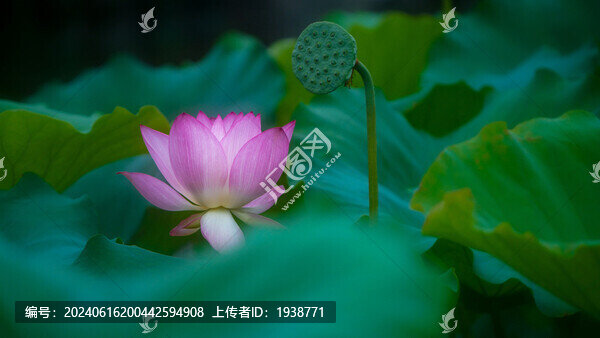 深圳寶安區(qū)萬景樓荷花盛開