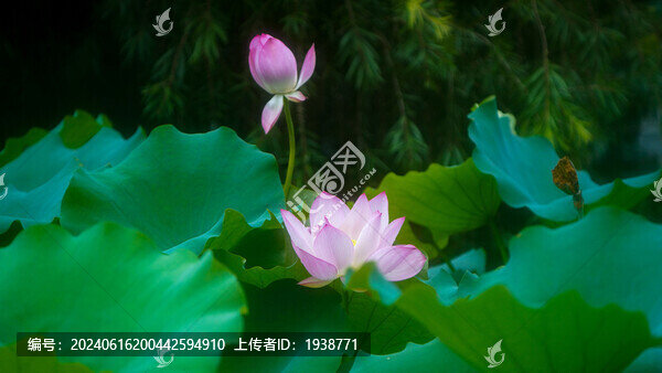 深圳寶安區(qū)萬景樓荷花盛開