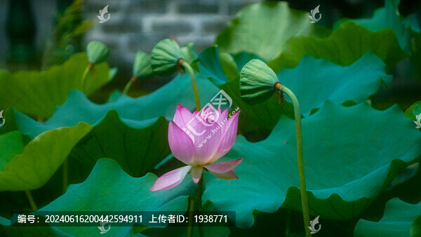 深圳寶安區(qū)萬(wàn)景樓荷花盛開(kāi)