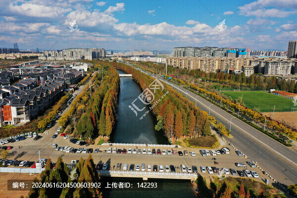 岸邊水杉