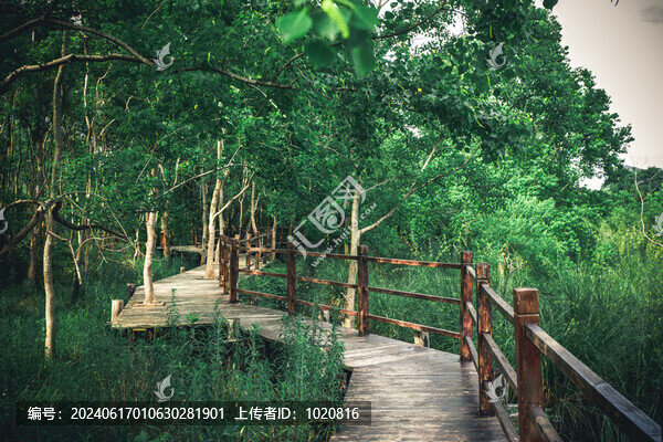 林間棧道