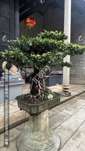 盆栽榕樹