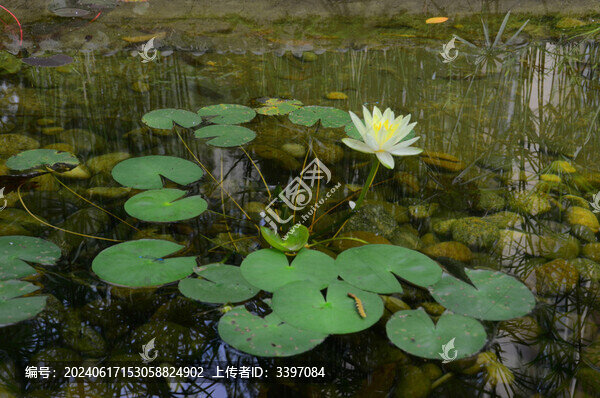 睡蓮